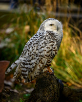 Snowy Owl-2025_10_25-7573