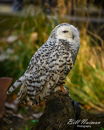 Snowy Owl-2025_10_25-7573