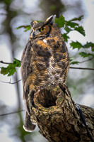 Great Horned Owl-2025_10_25-0171