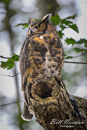 Great Horned Owl-2025_10_25-0171