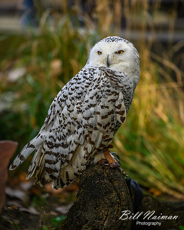 Snowy Owl-2025_10_25-7579