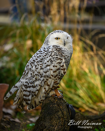 Snowy Owl-2025_10_25-7575