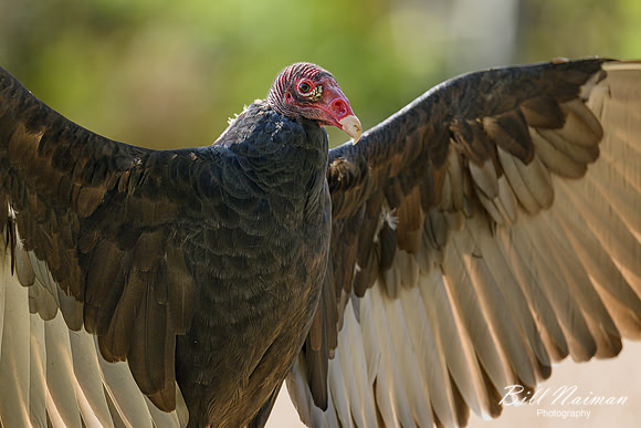 Turkey Vulture-2025_10_25-0227