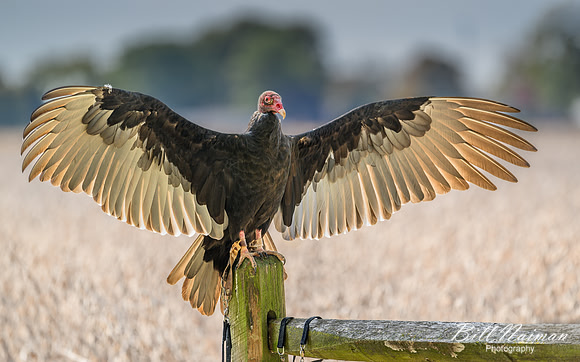 Turkey Vulture-2025_10_25-0217