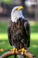 Bald Eagle-2025_10_25-0101