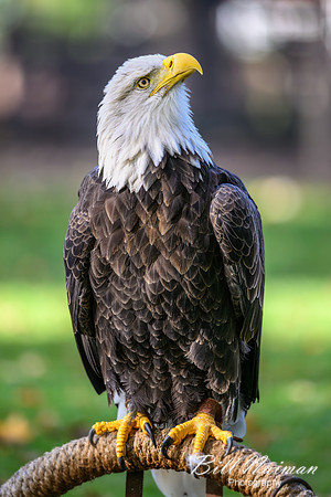 Bald Eagle-2025_10_25-0101