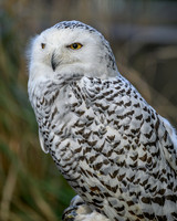 Snowy Owl-2025_10_25-0062