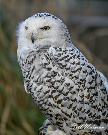 Snowy Owl-2025_10_25-0062