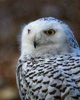 Snowy Owl-2025_10_25-0011