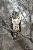 Bald Eagle Juvenile -2025_01_07-2995
