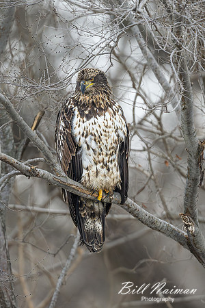 Bald Eagle Juvenile -2025_01_07-2995