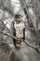 Bald Eagle Juvenile -2025_01_07-2977