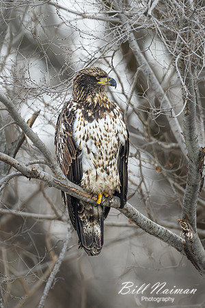 Bald Eagle Juvenile -2025_01_07-2977