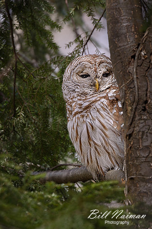Barred Owl