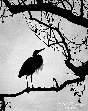 Blue Heron Silhouette