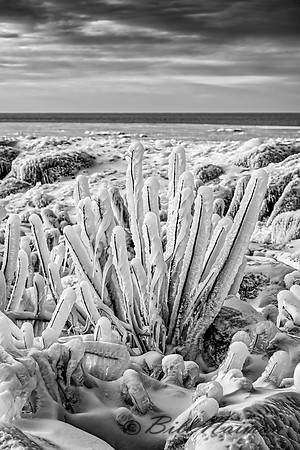 Edgewater Shore in Winter - B&W