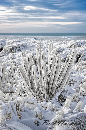 Edgewater Shore in Winter