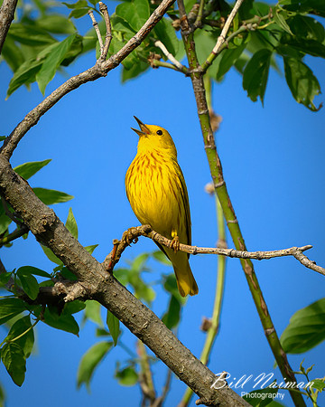 Yellow Warbler 2024_05_02-3184