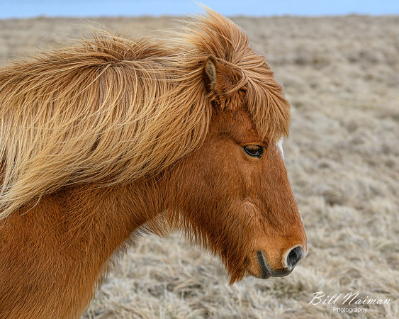 Icelandic Horses-2025_03_19-9631