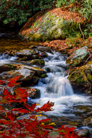 Red Oak Sapling and Small Cascade