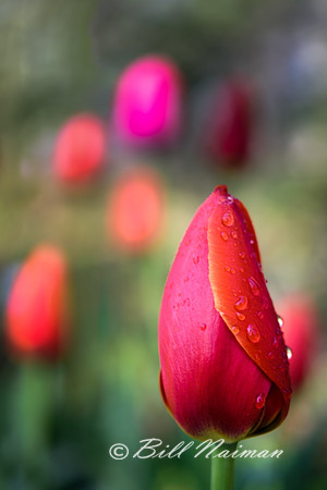 Tulip