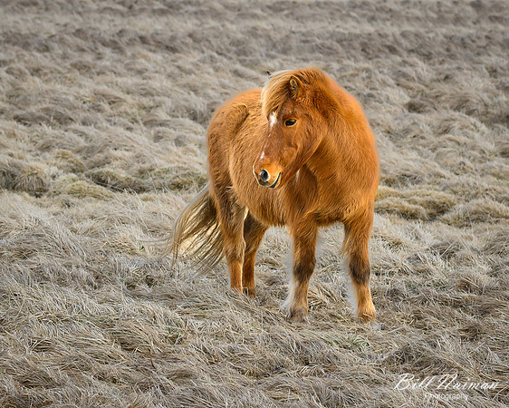 Icelandic Horses-2025_03_19-9606
