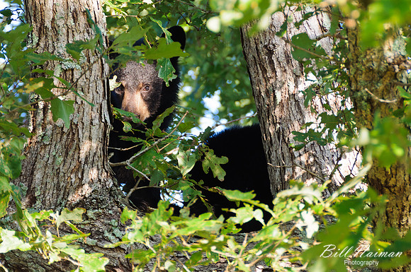 Black Bear - 2011