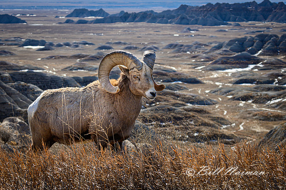 Big Horn Sheep - Badlands 2020