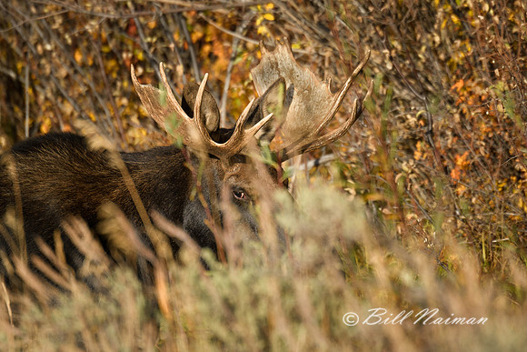 Yellowstone 2018  - Moose (2)  Watching