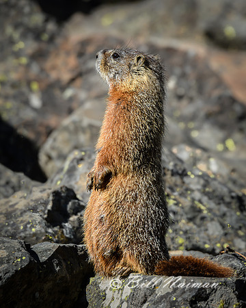 Marmot (2)