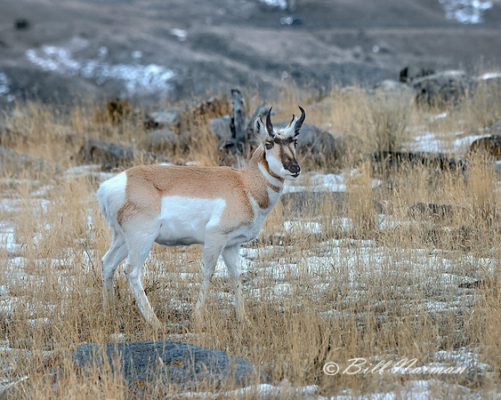 Yellowstone - Pronghorn Winter 2020 (2)