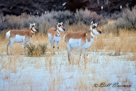 Yellowstone - Pronghorn Winter 2020 (6)