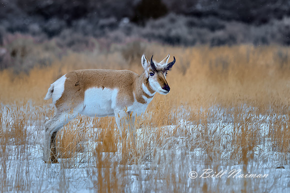 Yellowstone - Pronghorn Winter 2020 (3)
