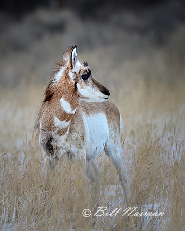 Yellowstone - Pronghorn Winter 2020 (4)