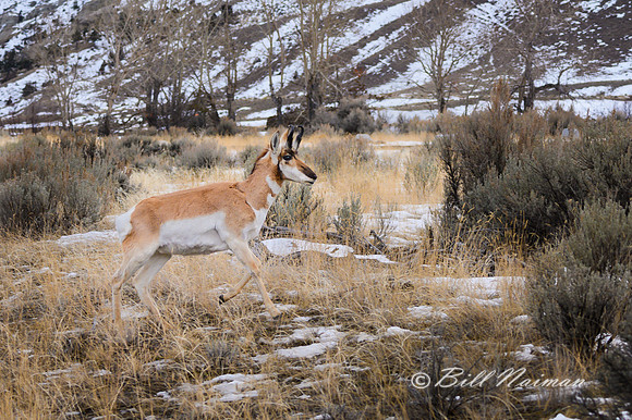 Yellowstone - Pronghorn Winter 2020( 5)