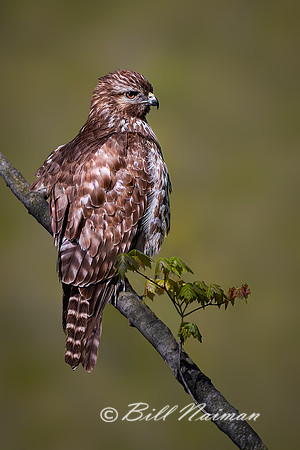Red-Tailed Hawk May   2020 - edited Background