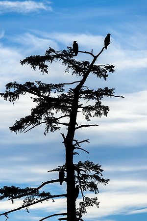 Tree With Bald Eagles
