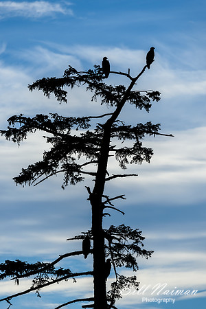 Tree With Bald Eagles