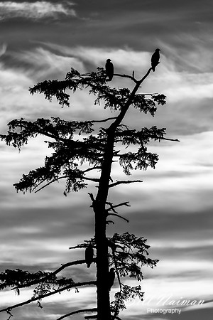 Tree With Bald Eagles = B&W