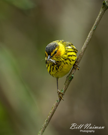Cape May Warbler 2024_05_09-7179