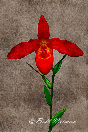 Red Slipper Orchid - Textured