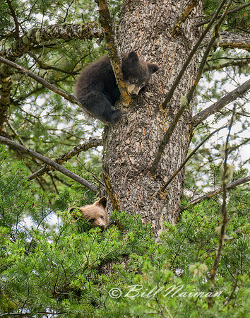 Black Bear Cub Pair in Tree - 2022