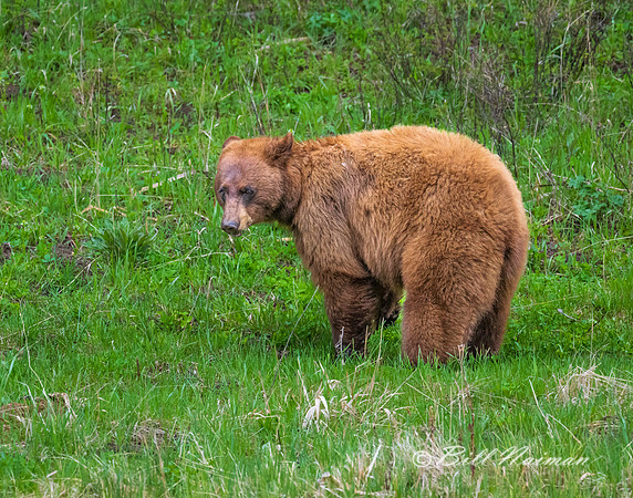 Cinnamon Black Bear - 2022