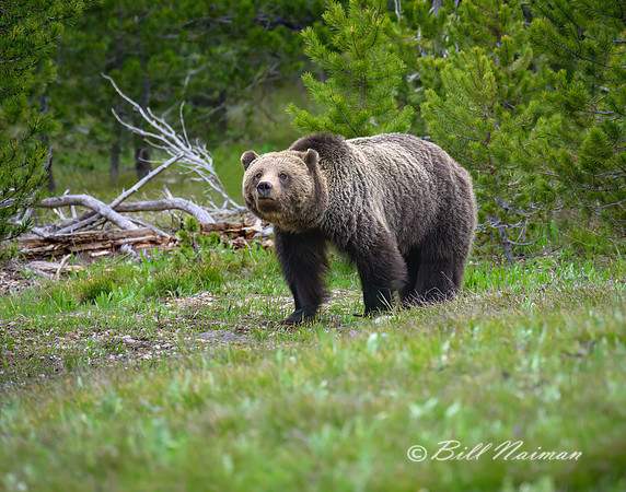 Grizzly Bear "Blondie" #793 - 2022