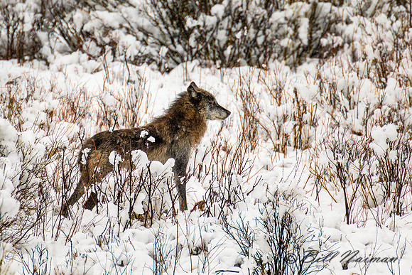 Lone Wolf With Carcass Remnant - 2022 (3)