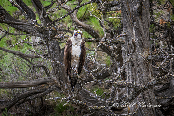 Osprey in Tree - 2022