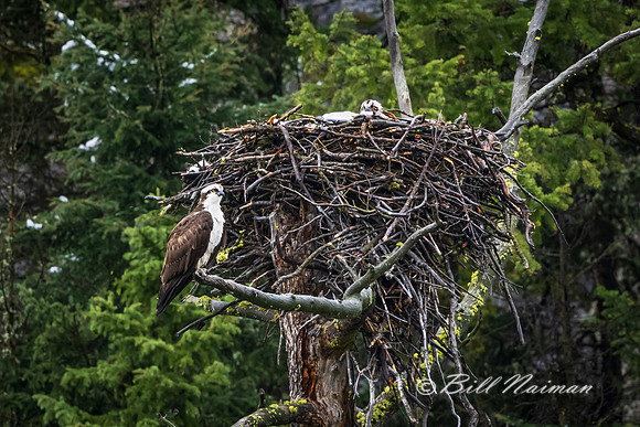Osprey Pair at the Nest - 2022