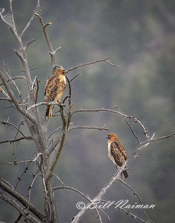 Red Tail Hawk Pair in Spring Snow - 2022