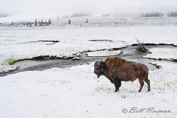 Bison in Snow and Fog - May 30 2022