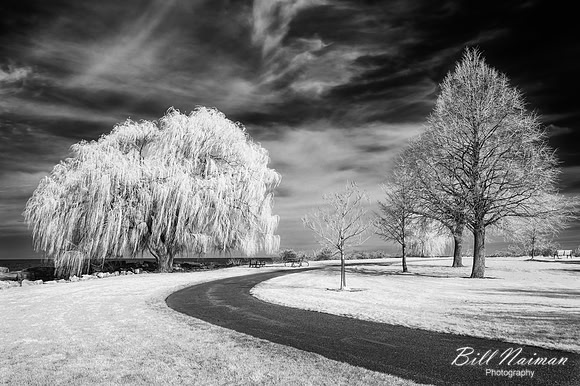 Edgewater Willow Tree at Lake Erie - Infrared B&W - 2022